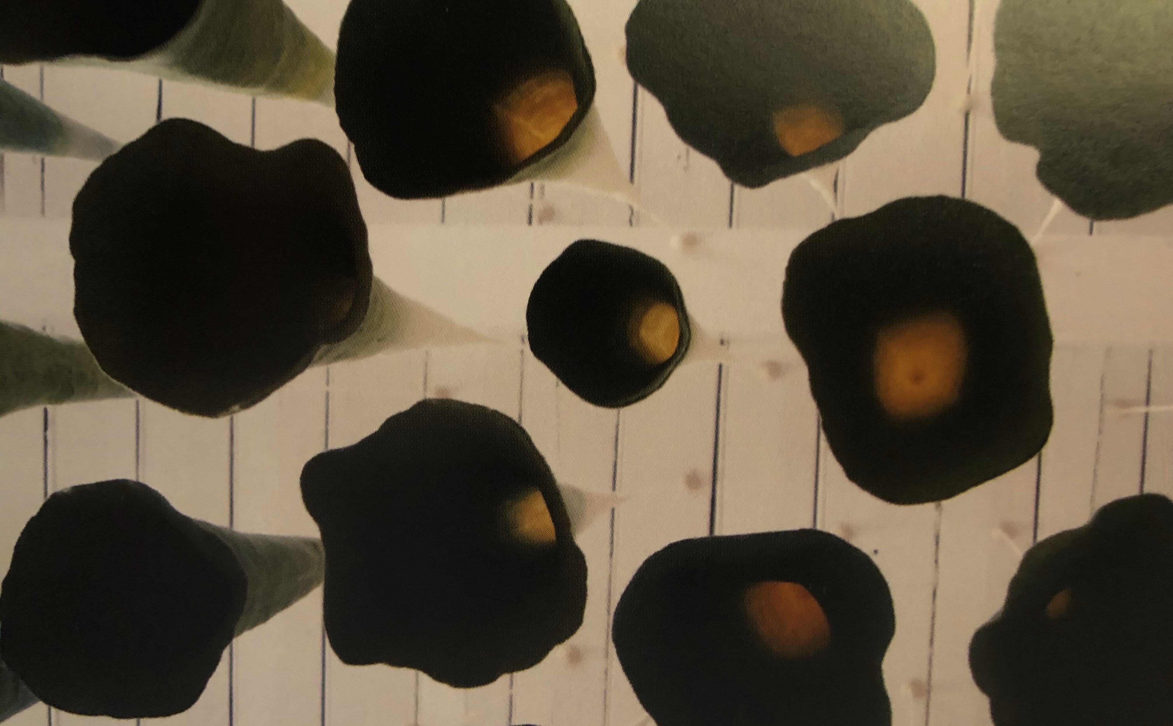 Evolving Butterflies — image 2